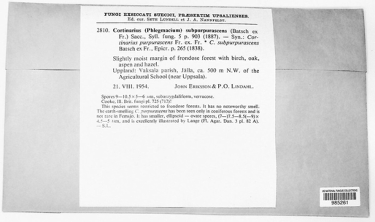 Thaxterogaster subpurpurascens image